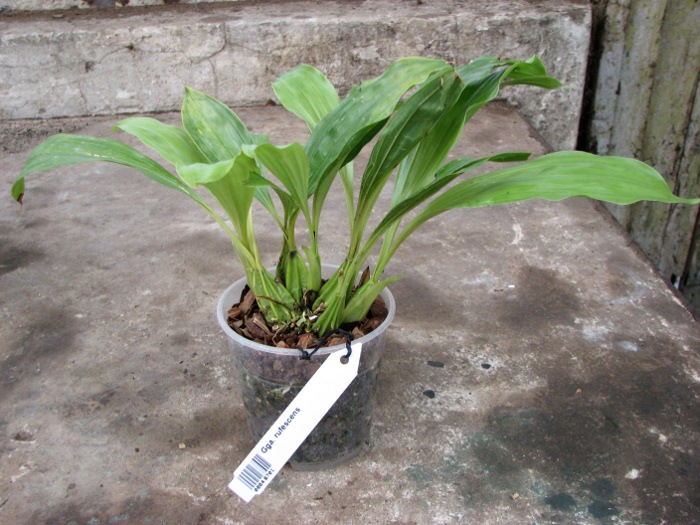 Gongora rufescens.JPG