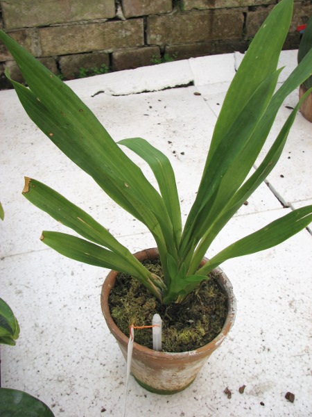 Huntleya burtii.JPG