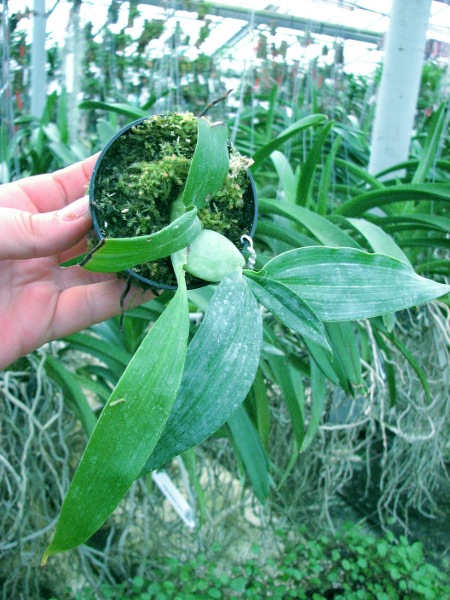 Lycaste dyeriana.JPG