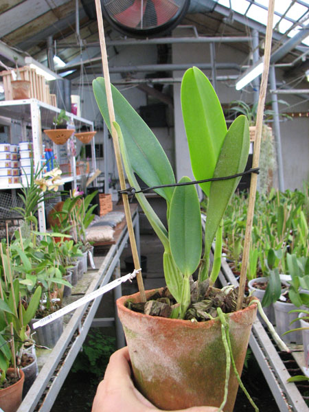 Cattleya labiata amesiana lineata 'AWZ' (Z-8) x Cattleya labiata amesiana lineata 'Pedra Azul'.jpg
