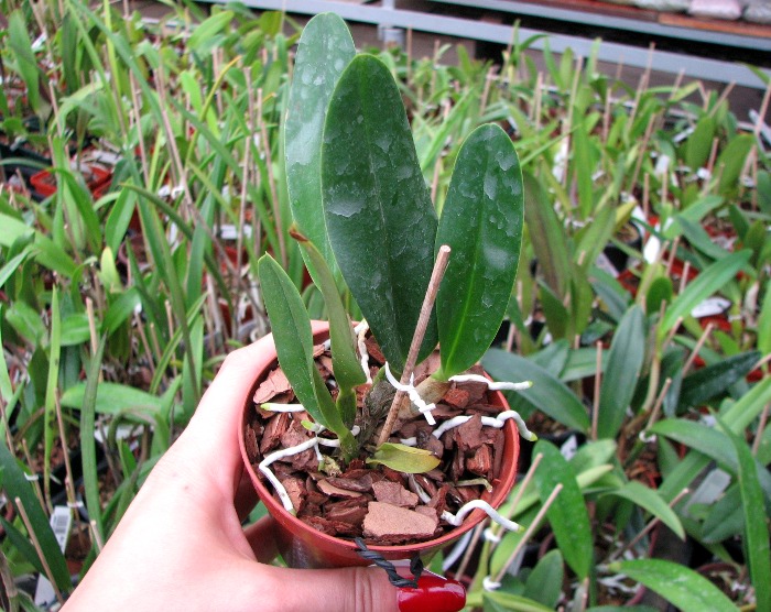 Brassolaeliocattleya Chief Canyon 'Double Bubble'.JPG