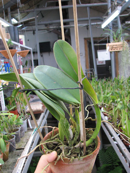 Cattleya labiata tipao 'Rodrigues' x Cattleya labiata tipo 'Cara Grande'.jpg