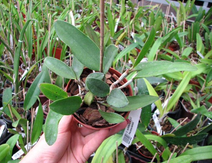 Cattleya schilleriana x Cattleya Peckhaviensis.JPG