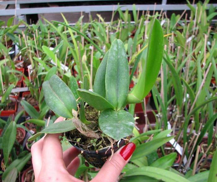 Sophrolaeliocattleya Little Hazel 'M' (Slc. Hazel Boyd x Sl. Psyche).JPG