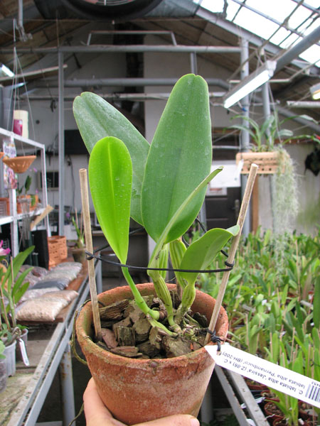 Cattleya labiata alba 'Jassira' (Z-86) x Cattleya labiata alba 'Pernambuco' (BH-200).jpg