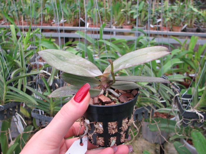 Phalaenopsis Tying Shin Smart.JPG