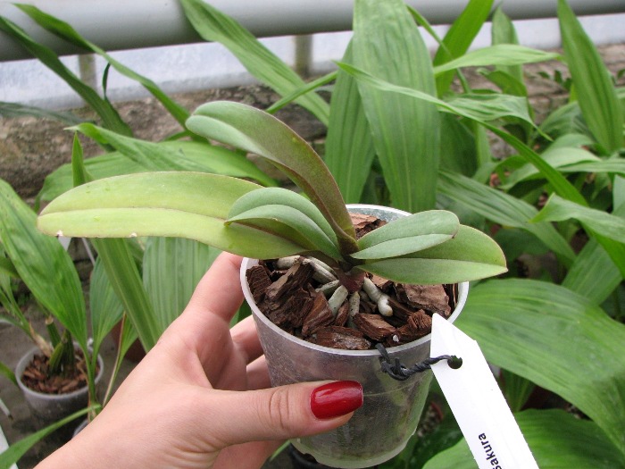 Doritaenopsis Lius Sakura.JPG