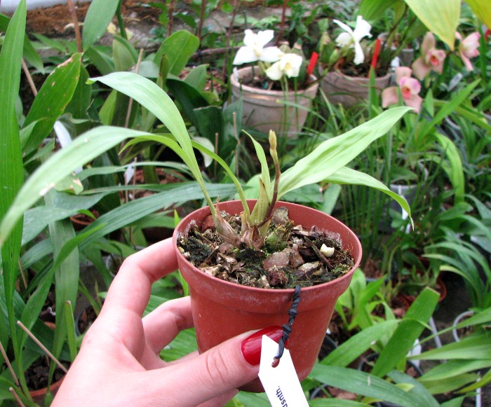 Acacallis cyanea x Paradisanthus micranthus.JPG