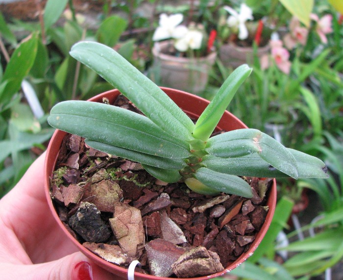 Angraecum equitans.JPG