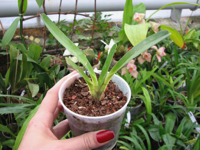 Angraecum magdalenae.JPG