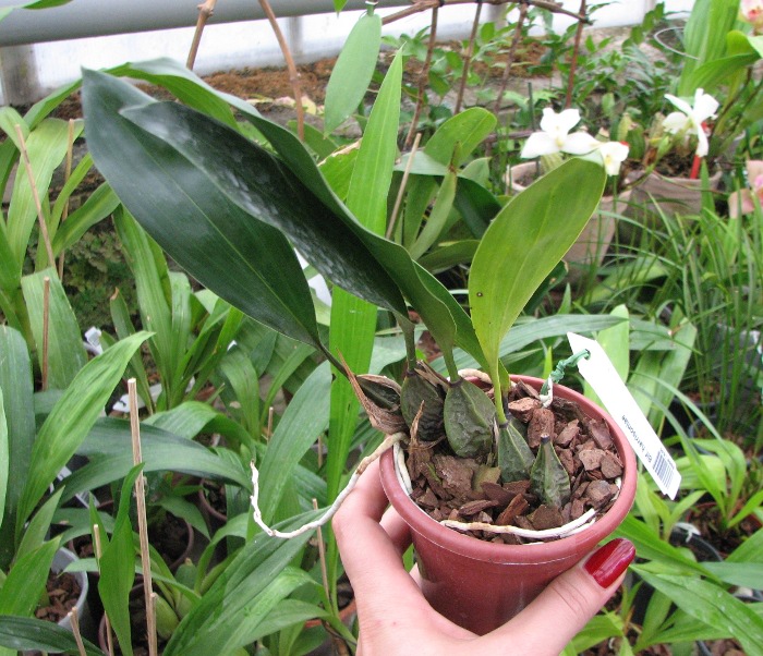 Bifrenaria harrisoniae.JPG