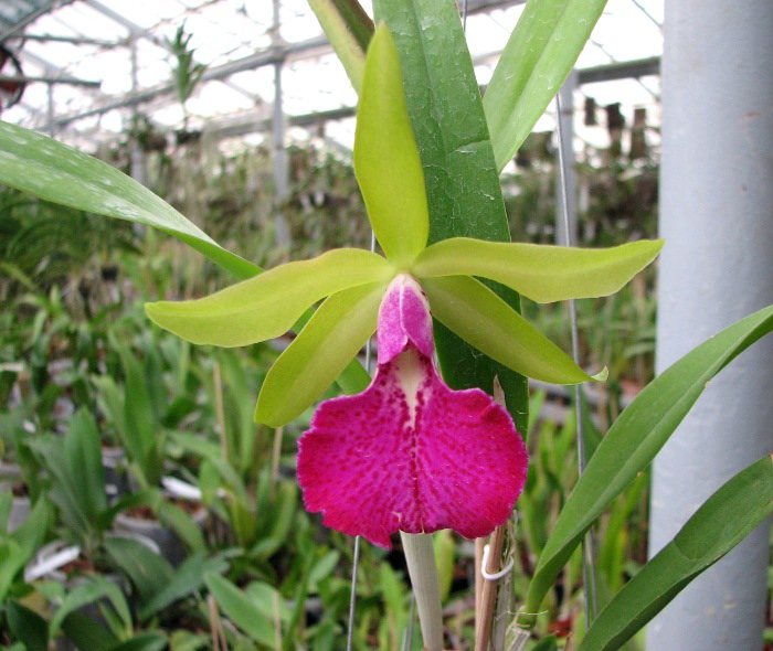 Brassocattleya Binosa 'Lynn' x Cattleya Fascelis 'Autumn Leaves'.JPG