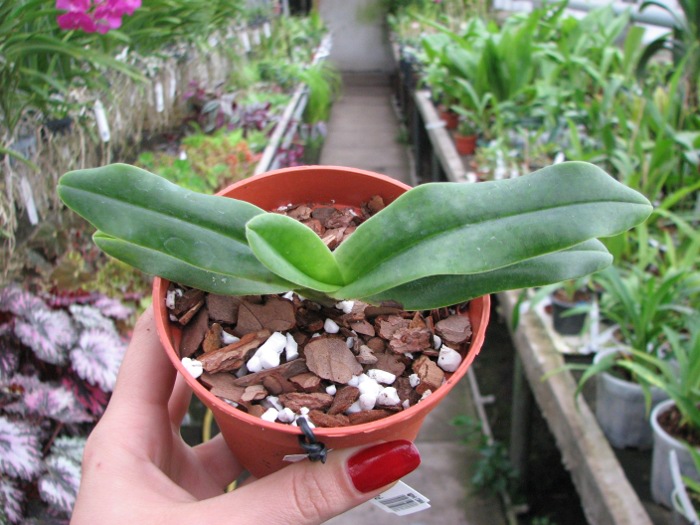 Paphiopedilum hangianum.JPG