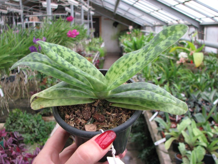 Paphiopedilum sukhakulii.JPG
