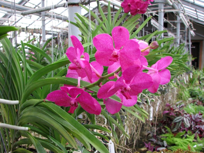 Ascocenda Princess Mikasa Pink.JPG