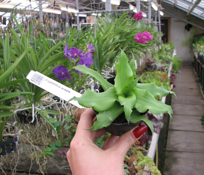 Cryptanthus acaulis.JPG