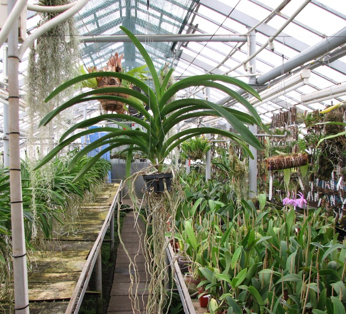 Vanda Lumpini Red x Vanda Dr. Anek.JPG