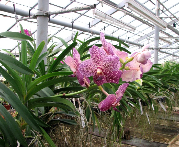 Vanda Sumon Spot x Vanda Srakaew.JPG