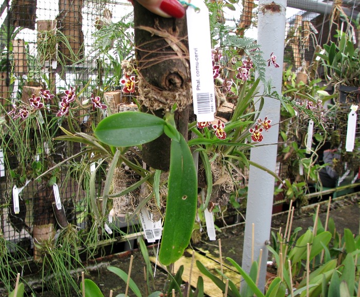 Phalaenopsis cornu-cervi.JPG