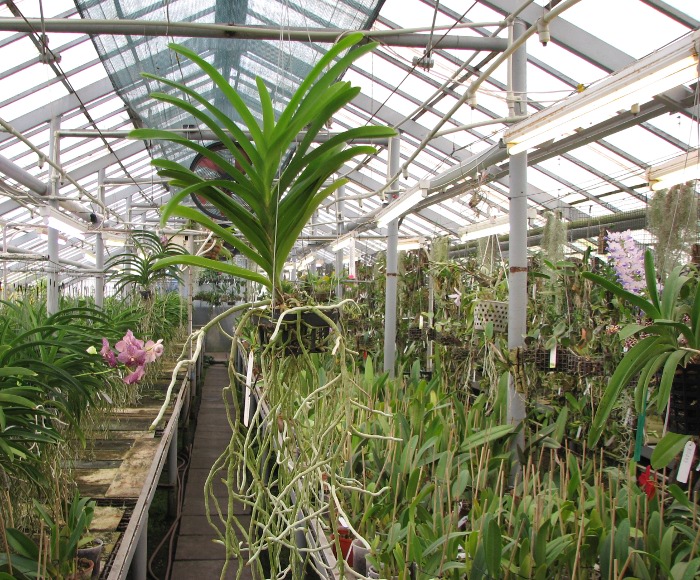 Vanda Manuvadee Pink.JPG