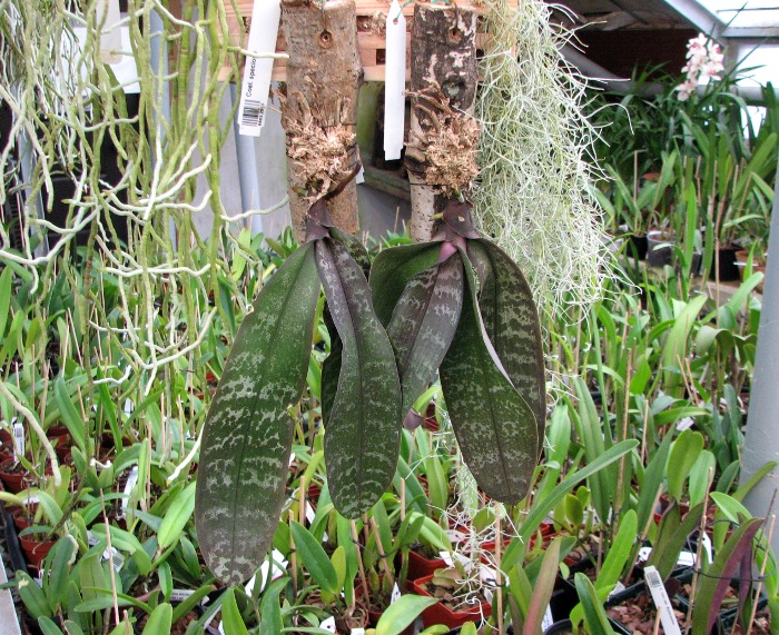 Phalaenopsis schilleriana.JPG