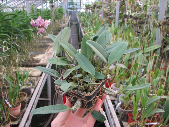 Dendrobium aggregatum.JPG