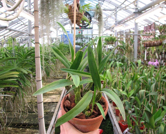 Laelia autumnallis.JPG