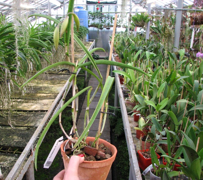 Laeliocattleya Plum Perfection x Brassavola perrinii.JPG