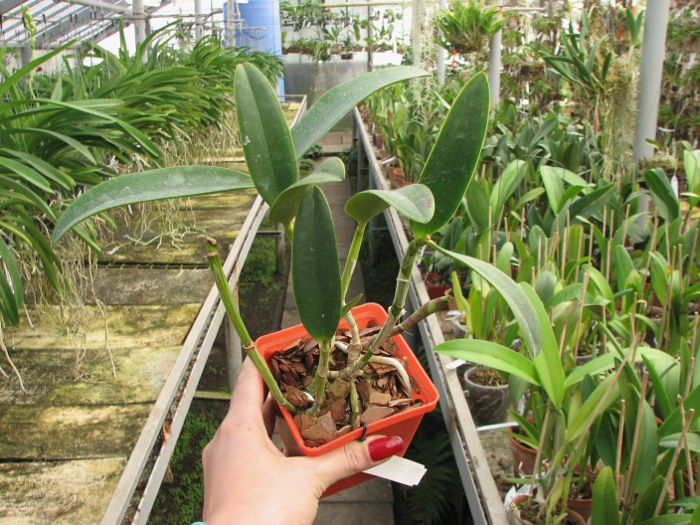 Cattleya Green Emerald 'Orchid Queen' (Cattleya Elizabeth Mahon x Cattleya Thospol Spot).JPG