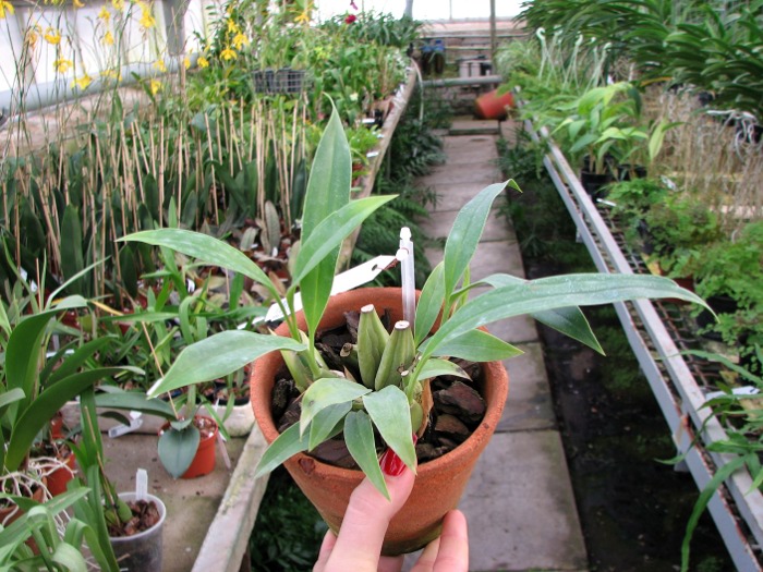 Coelogyne flaccida.JPG