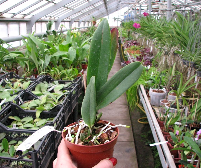 Brassolaeliocattleya Mother 'Aunt Yow'.JPG