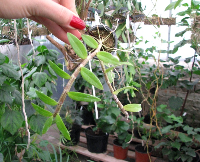 Dendrobium aphyllum.JPG