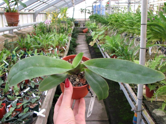 Paphiopedilum moquetteanum.JPG