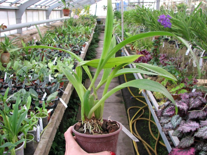 Zygopetalum Barbel Hohn.JPG