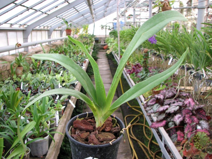 Angraecum longicalcar x sesquipedale.JPG