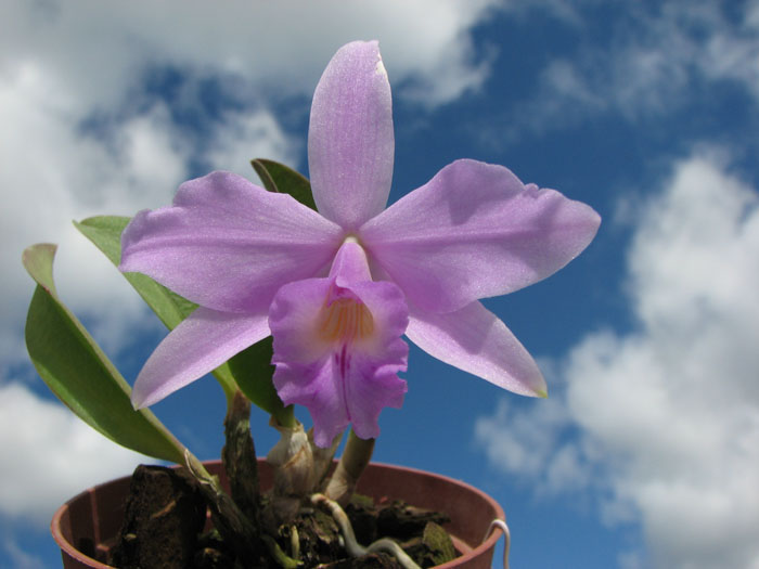 Laelia alaori x praestans.jpg