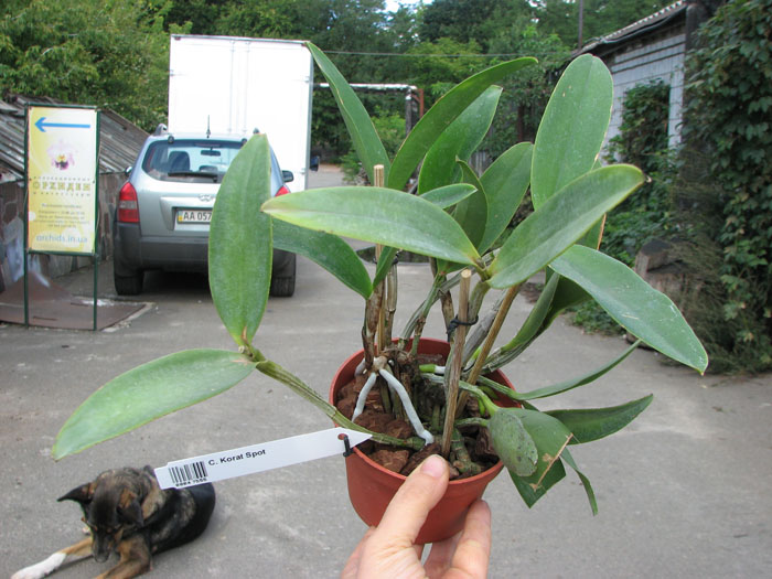 Cattleya Korat Spot.jpg
