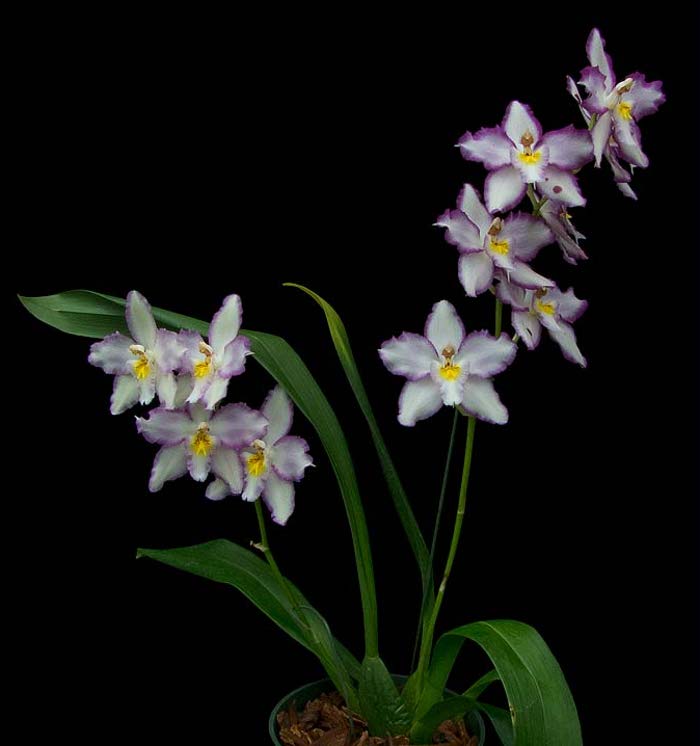 Wilsonara Opalescent 'On The Edge'.jpg