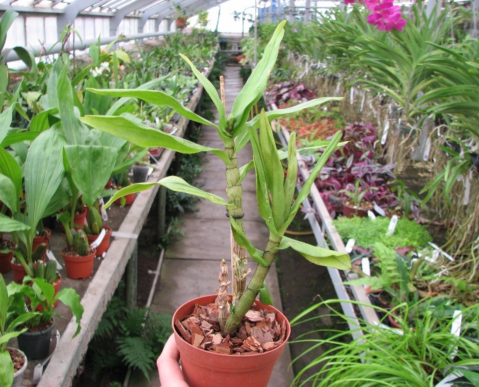 Dendrobium formosum.JPG