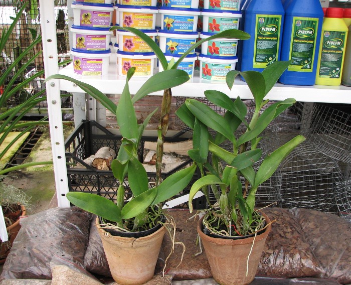 Cattleya skinneri.JPG