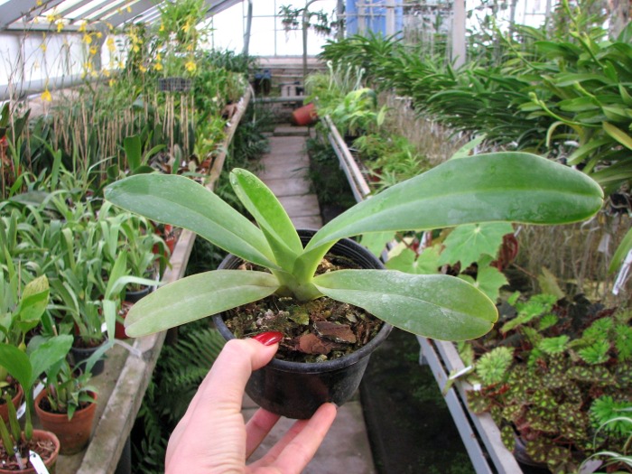Paphiopedilum dianthum.JPG