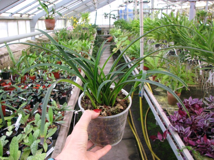 Phragmipedium pearcei.JPG