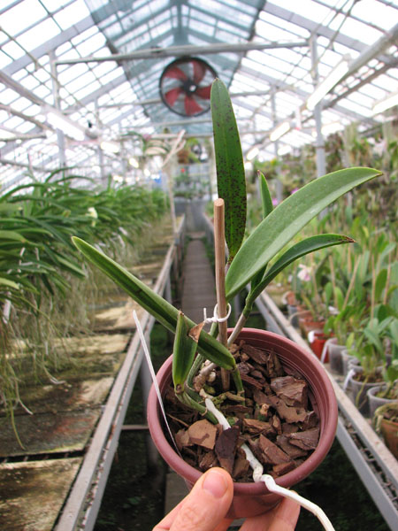Brassocattleya Hippodamia 'Kelvin Lucky'.jpg