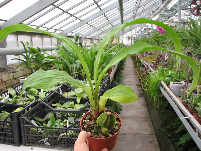 Lycaste Fire Bird.jpg