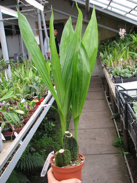 Angulocaste Red Jewel.jpg