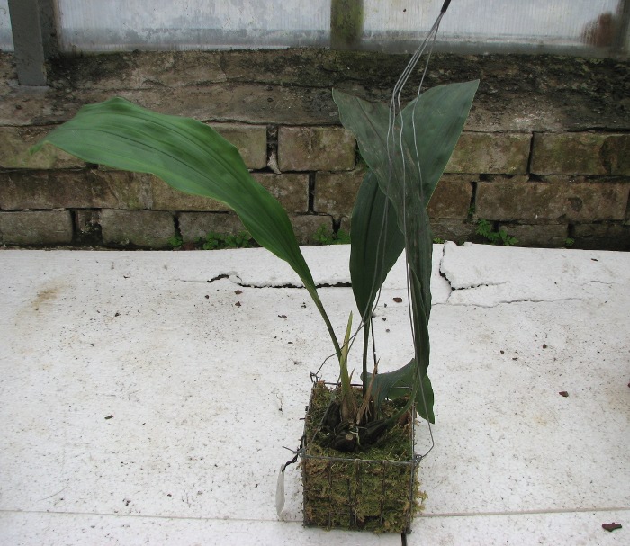 Stanhopea oculata.JPG