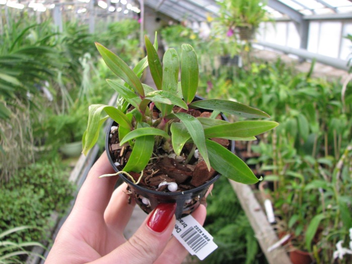 Dendrobium Hibiki (laevifolium x bracteosum).JPG