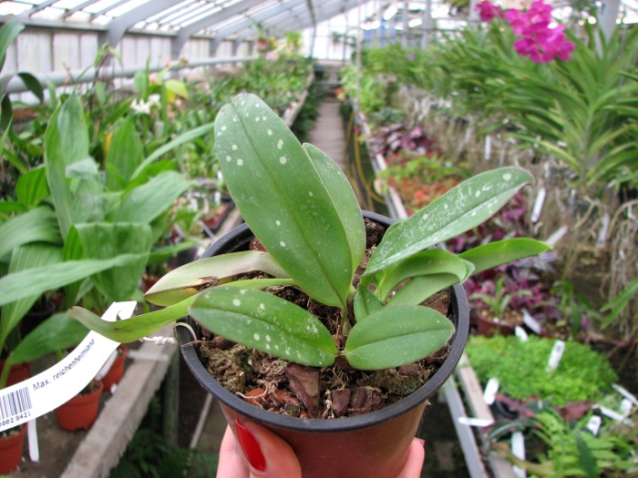 Maxillaria reichenheimiana.JPG