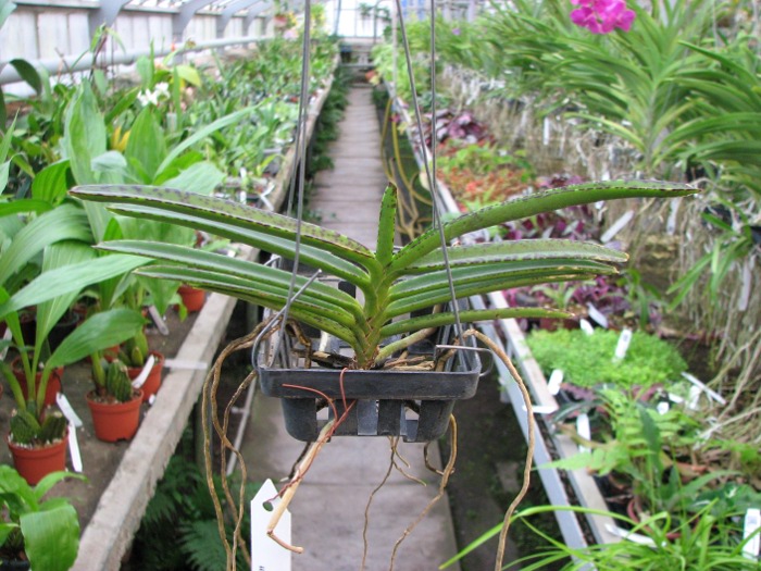 Ascocentrum miniatum.JPG