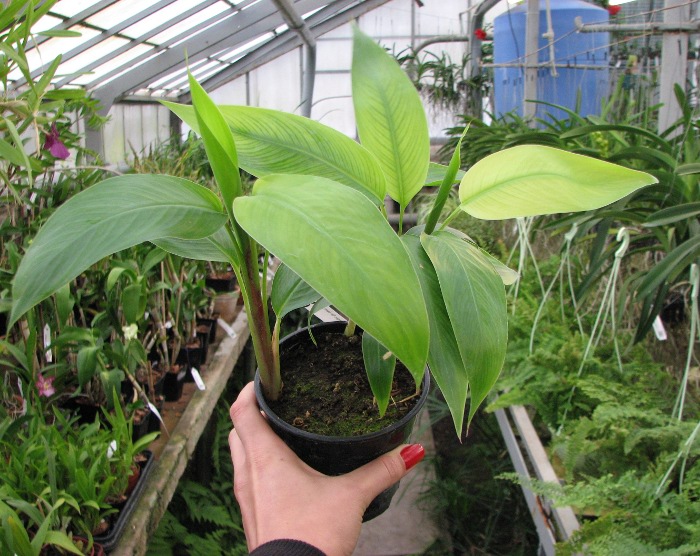 Heliconia 'Olympic Dream'.JPG